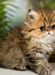 Tiger Persian Female - Persian Kitten For Sale - East Greenbush&comma; NY&comma; US