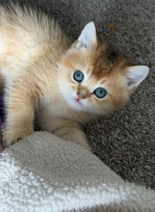 Teddy - Scottish Straight Kitten For Sale - Bensalem&comma; PA&comma; US