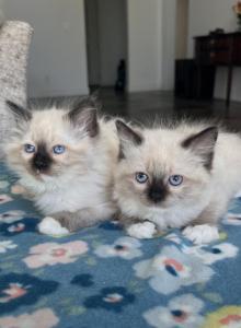 Traditional Litter - Ragdoll Kitten For Sale - Ionia&comma; MI&comma; US