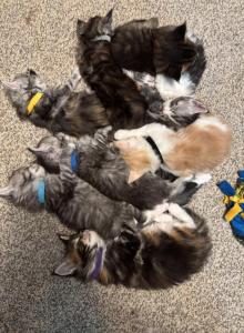 April litter a few are available - Maine Coon Kitten For Sale - Tarentum, PA, US April litter a few are available - Maine Coon Kitten For Sale - Tarentum, PA, US