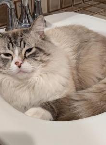 Kiyoka - Ragdoll Cat For Adoption - Vancouver&comma; WA&comma; US