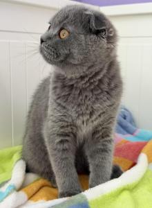 Jasmin - Scottish Fold Kitten For Sale - Brooklyn&comma; NY&comma; US