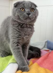 Jasmin - Scottish Fold Kitten For Sale - Brooklyn&comma; NY&comma; US