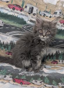 Blue Smoke Tabby - Maine Coon Kitten For Sale - Hendersonville&comma; TN&comma; US