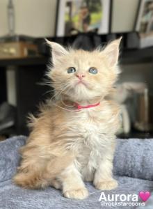 A - Maine Coon Kitten For Sale - Tacoma&comma; WA&comma; US