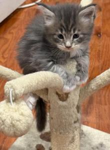 Dutchess's litter - Maine Coon Kitten For Sale - Chickamauga&comma; GA&comma; US
