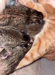 Acacia and Teak's litter - Domestic Kitten For Sale - Kennesaw&comma; GA&comma; US