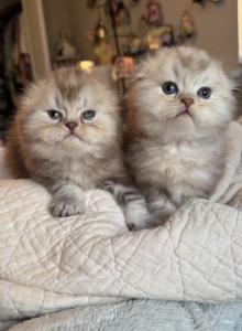 Chocolate Marble Folds - Scottish Fold Kitten For Sale - Hollywood&comma; FL&comma; US