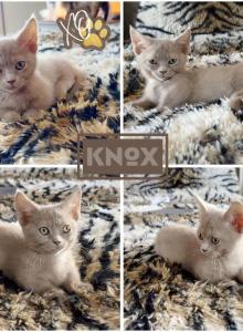 Knox - Munchkin Cat For Sale - FL&comma; US