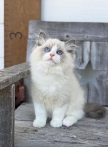 Theodore - Ragdoll Kitten For Sale - Sugar Valley&comma; GA&comma; US