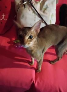 Ruddy Puma - Abyssinian Kitten For Sale - Plymouth&comma; WI&comma; US