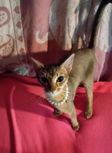 Ruddy Puma - Abyssinian Kitten For Sale - Plymouth, WI, US Ruddy Puma - Abyssinian Kitten For Sale - Plymouth, WI, US