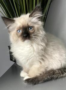 Ragdoll Girl Seal Point mitted - Ragdoll Kitten For Sale - Westfield&comma; MA&comma; US