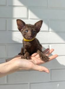 Oriental Shorthair Yellow Collar - Oriental Kitten For Sale - Hollywood&comma; FL&comma; US