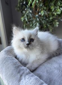 ZT treasure - Ragdoll Kitten For Sale - Goodrich, MI, US ZT treasure - Ragdoll Kitten For Sale - Goodrich, MI, US