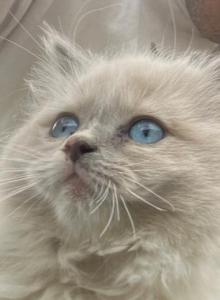 Ragdoll kitten - Ragdoll Kitten For Sale - Beaver Falls, PA, US Ragdoll kitten - Ragdoll Kitten For Sale - Beaver Falls, PA, US