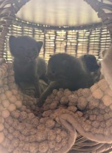 New Babies - Russian Blue Kitten For Adoption - Oxford, CT, US New Babies - Russian Blue Kitten For Adoption - Oxford, CT, US
