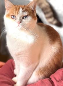 Oscar - British Shorthair Kitten For Sale - Vacaville, CA, US Oscar - British Shorthair Kitten For Sale - Vacaville, CA, US