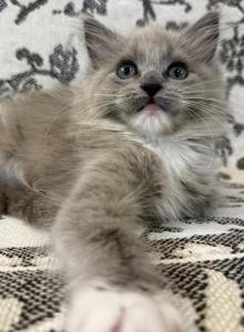 Belle - Ragdoll Kitten For Sale - Ozark, MO, US Belle - Ragdoll Kitten For Sale - Ozark, MO, US
