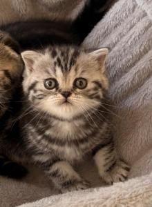 Sonya - Scottish Straight Kitten For Sale - CA, US Sonya - Scottish Straight Kitten For Sale - CA, US