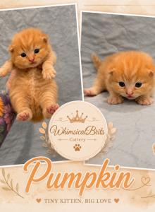 Juno's Tea party litter - British Shorthair Kitten For Sale - Sallisaw, OK, US Juno's Tea party litter - British Shorthair Kitten For Sale - Sallisaw, OK, US