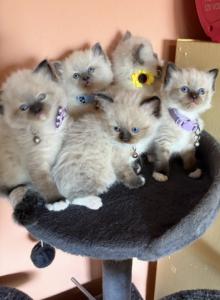 Ragdolls - Ragdoll Kitten For Sale - Tucson, AZ, US Ragdolls - Ragdoll Kitten For Sale - Tucson, AZ, US