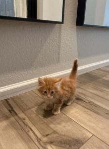 Tiger - Maine Coon Kitten For Sale - Brighton, CO, US Tiger - Maine Coon Kitten For Sale - Brighton, CO, US