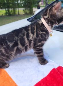 Mayhem Charcoal bengal female kitten for sale - Bengal Kitten For Sale - FL, US Mayhem Charcoal bengal female kitten for sale - Bengal Kitten For Sale - FL, US