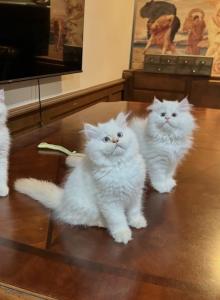 No name yet - British Shorthair Kitten For Sale - Carmel&comma; IN&comma; US
