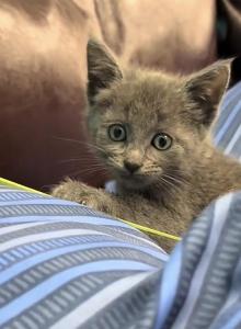 Blue Russians - Russian Blue Kitten For Sale - Riverside&comma; CA&comma; US
