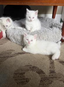 Mimi Rosie Sammy - Ragdoll Kitten For Sale - Portland&comma; OR&comma; US