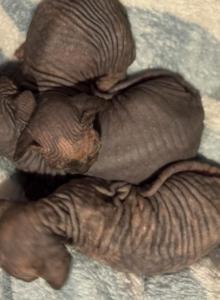 Little House Elves - Bambino Kitten For Sale - West Palm Beach&comma; FL&comma; US