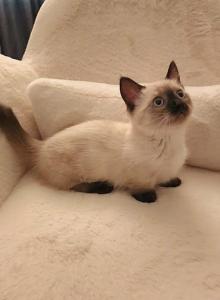 Lily - Munchkin Kitten For Sale - Tucson&comma; AZ&comma; US