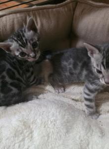 Jinx & Benny - Bengal Kitten For Sale - Lincoln&comma; NE&comma; US
