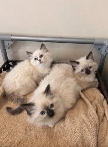 Traditional Litter - Ragdoll Kitten For Sale - Ionia&comma; MI&comma; US