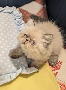 Himalayan Persians - Himalayan Kitten For Sale - Stanton&comma; CA&comma; US