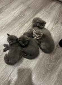 Latte Litter - Scottish Fold Kitten For Sale - Houston&comma; TX&comma; US