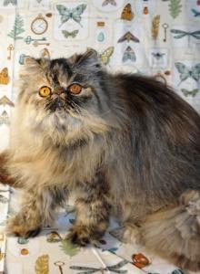 Champion Kitty Parties Butterfly - Persian Cat For Adoption - CA&comma; US