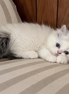 beautiful lilac point male Persian - Persian Kitten For Sale - Bourbonnais&comma; IL&comma; US