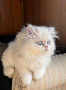 Milo - Persian Kitten For Sale - Bourbonnais, IL, US Milo - Persian Kitten For Sale - Bourbonnais, IL, US