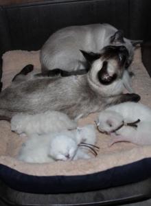 May babies - Siamese Kitten For Sale - Anza&comma; CA&comma; US
