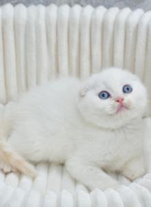 Jeff - Scottish Fold Kitten For Sale - Chicago&comma; IL&comma; US