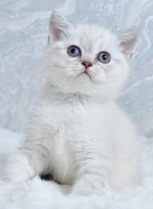 Jina - Scottish Straight Kitten For Sale - Los Angeles&comma; CA&comma; US