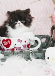 Show Quality Black and White Bi Color male - Persian Kitten For Sale - CA&comma; US