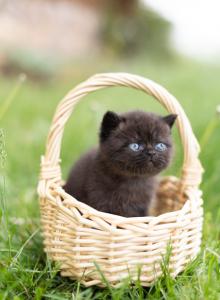 Bea babies - Exotic Kitten For Sale - Rolla&comma; MO&comma; US