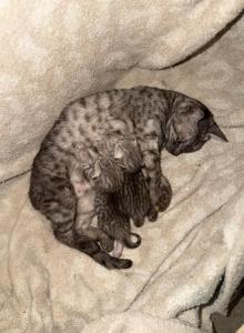 The Meowdalorians - Egyptian Mau Kitten For Sale - Gainesville, FL, US The Meowdalorians - Egyptian Mau Kitten For Sale - Gainesville, FL, US