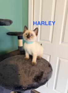 HARLEY&CHLOE&Lilly - Siamese Kitten For Sale - Philadelphia, PA, US HARLEY&CHLOE&Lilly - Siamese Kitten For Sale - Philadelphia, PA, US