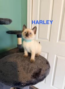 Harley&Lilly&Chloe - Siamese Kitten For Sale - Morristown&comma; NJ&comma; US