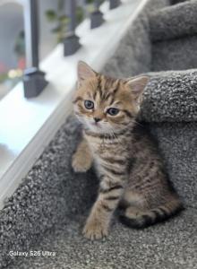 Honey - Scottish Straight Kitten For Sale - Commerce City&comma; CO&comma; US