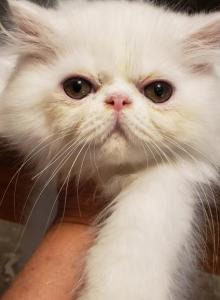 Bravissimo - Persian Kitten For Sale - Cave City&comma; AR&comma; US